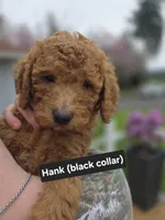 Hank, a male Goldendoodle for sale in Battle Ground, WA – Photo 1 of 9