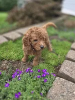 Hank, a male Goldendoodle for sale in Battle Ground, WA – Photo 2 of 9