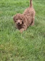 Hank, a male Goldendoodle for sale in Battle Ground, WA – Photo 8 of 9