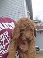 Hank, a male Goldendoodle for sale in Battle Ground, WA – Photo 6 of 9