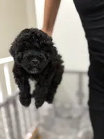 Boy 3, a male Havanese and Miniature Golden Retriever for sale in Perth Amboy, NJ – 2 of 3