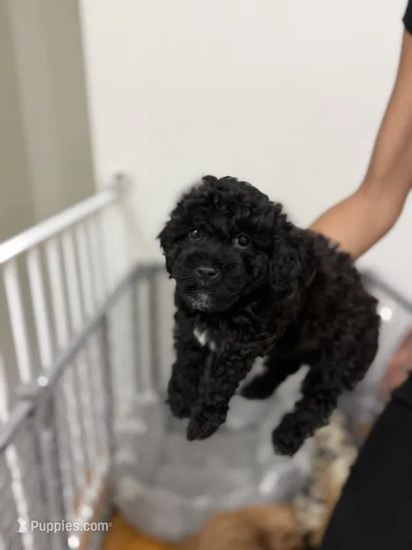 Boy 3 – Havanese, Miniature Golden Retriever puppy for sale in Perth Amboy, NJ