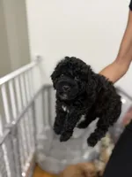 Boy 3, a male Havanese and Miniature Golden Retriever for sale in Perth Amboy, NJ – 1 of 3