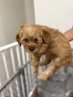 Girl 6, a female Havanese and Miniature Golden Retriever for sale in Perth Amboy, NJ – 2 of 2