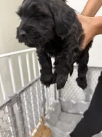 Boy 4, a male Havanese and Miniature Golden Retriever for sale in Perth Amboy, NJ – 2 of 2