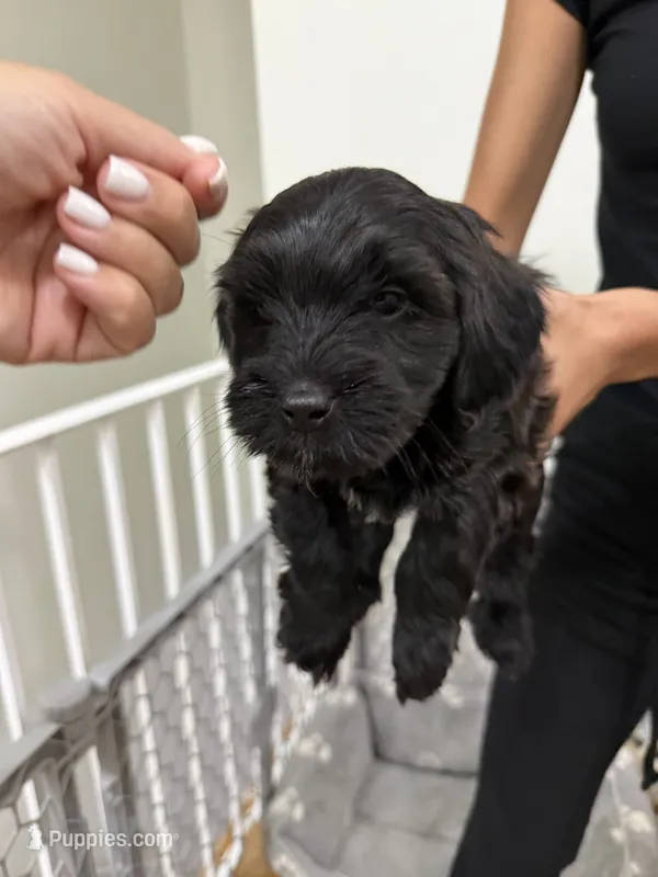 Boy 4 – Havanese, Miniature Golden Retriever puppy for sale in Perth Amboy, NJ