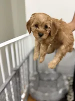 Girl 6, a female Havanese and Miniature Golden Retriever for sale in Perth Amboy, NJ – 1 of 2