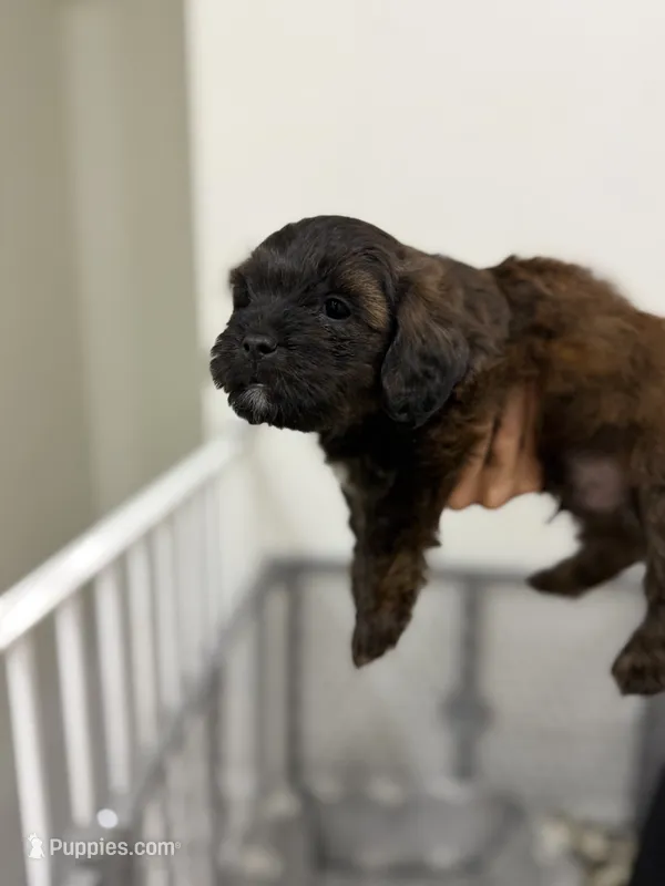 Dog 2 – Havanese, Miniature Golden Retriever puppy for sale in Perth Amboy, NJ