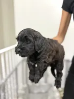 Boy, a male Havanese and Miniature Golden Retriever for sale in Perth Amboy, NJ – 2 of 3
