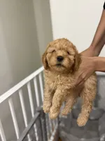 Girl 1, a female Havanese and Miniature Golden Retriever for sale in Perth Amboy, NJ – 2 of 2