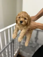 Girl 1, a female Havanese and Miniature Golden Retriever for sale in Perth Amboy, NJ – 1 of 2