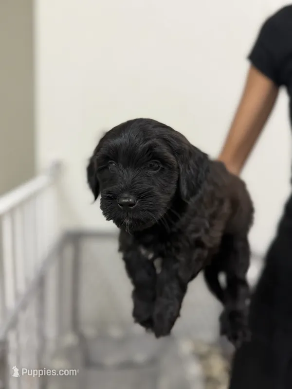 Boy – Havanese, Miniature Golden Retriever puppy for sale in Perth Amboy, NJ