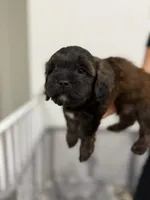 Dog 2, a male Havanese and Miniature Golden Retriever for sale in Perth Amboy, NJ – 2 of 2