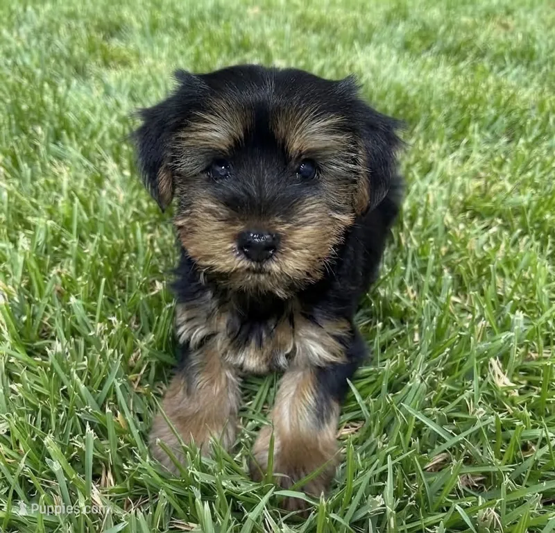 Yorkie – Yorkshire Terrier puppy for sale in Barnstable, MA