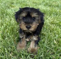 Yorkie, a male Yorkshire Terrier for sale in Barnstable, MA – 1 of 1