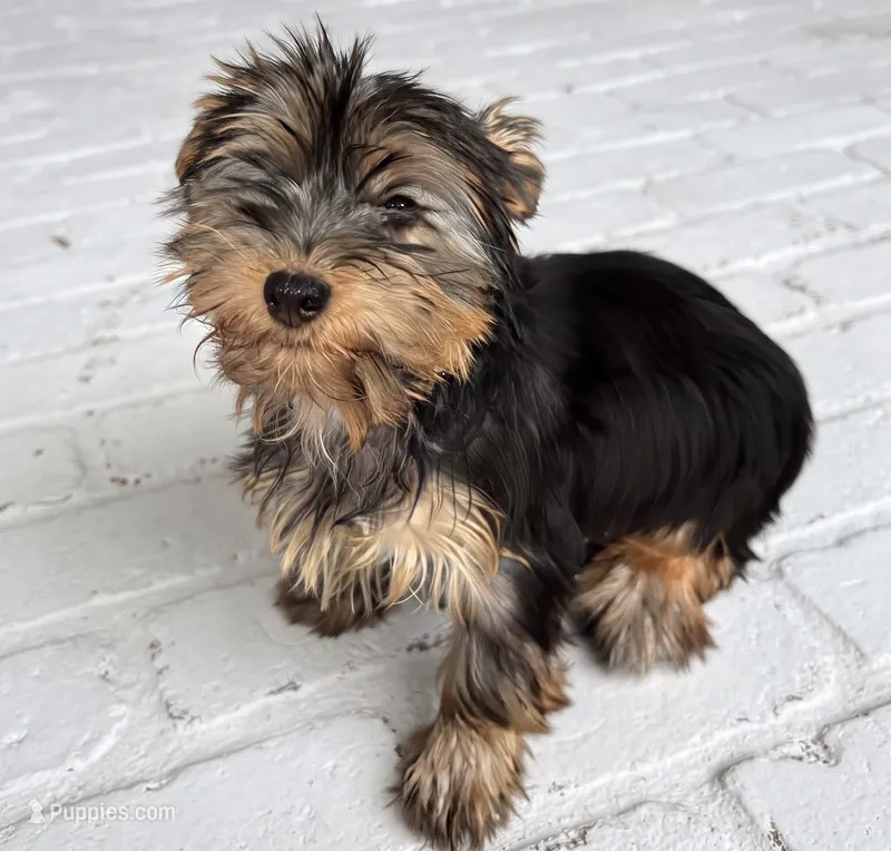 Yorkie – Yorkshire Terrier puppy for sale in Barnstable, MA