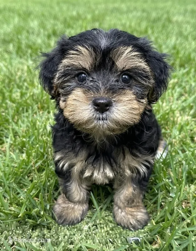 Morkie  – Morkie puppy for sale in Barnstable, MA