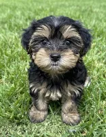 Morkie , a male Morkie for sale in Barnstable, MA – 1 of 1