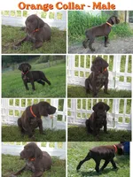 Orange Collar - Maile, a male German Shorthaired Pointer for sale in Petaluma, CA – Photo 1 of 2