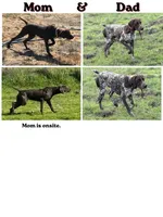 Yellow Collar - Femail, a female German Shorthaired Pointer for sale in Petaluma, CA – Photo 2 of 2