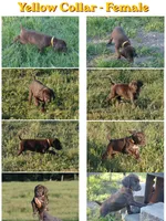 Yellow Collar - Femail, a female German Shorthaired Pointer for sale in Petaluma, CA – Photo 1 of 2