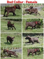 Red Collar - Female, a female German Shorthaired Pointer for sale in Petaluma, CA – Photo 1 of 2