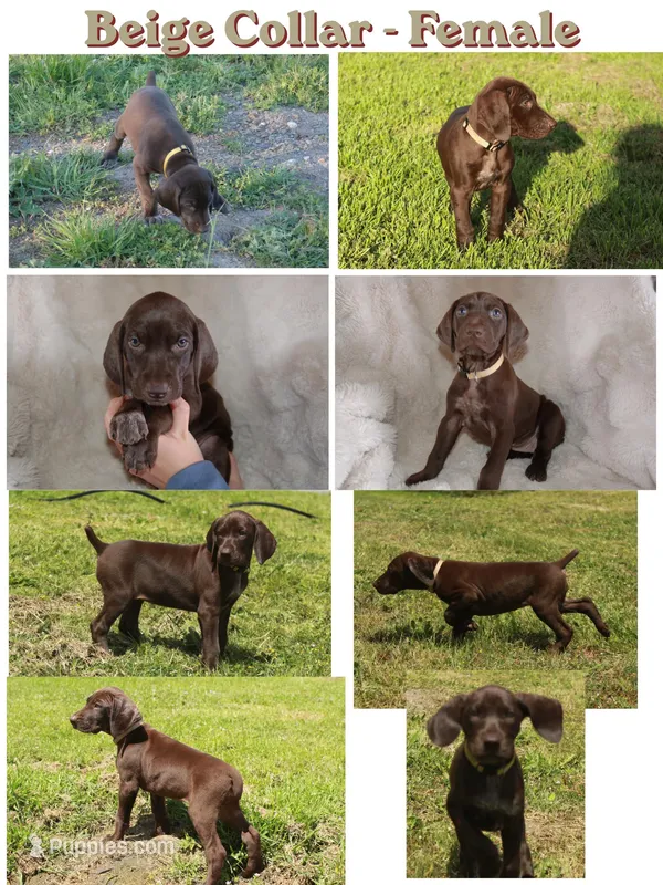 Beige Collar - Femail – German Shorthaired Pointer puppy for sale in Petaluma, CA