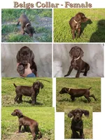 Beige Collar - Femail, a female German Shorthaired Pointer for sale in Petaluma, CA – Photo 1 of 2