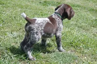 Green Collar - Male, a male German Shorthaired Pointer for sale in Petaluma, CA – Photo 2 of 5