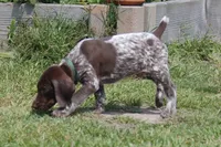 Green Collar - Male, a male German Shorthaired Pointer for sale in Petaluma, CA – Photo 5 of 5