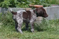 Green Collar - Male, a male German Shorthaired Pointer for sale in Petaluma, CA – Photo 4 of 5