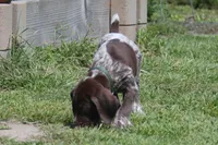 Green Collar - Male, a male German Shorthaired Pointer for sale in Petaluma, CA – Photo 3 of 5