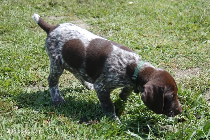 Green Collar - Male – German Shorthaired Pointer puppy for sale in Petaluma, CA