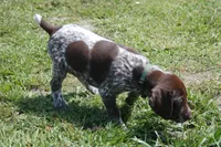 Green Collar - Male, a male German Shorthaired Pointer for sale in Petaluma, CA – Photo 1 of 5