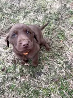 Hershey, a male Labrador Retriever for sale in Wellford, SC – Photo 4 of 6