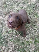 Hershey, a male Labrador Retriever for sale in Wellford, SC – Photo 5 of 6