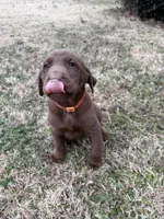 Hershey, a male Labrador Retriever for sale in Wellford, SC – Photo 6 of 6