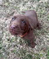Hershey, a male Labrador Retriever for sale in Wellford, SC – Photo 2 of 6