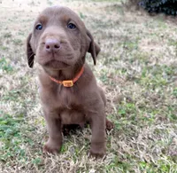 Hershey, a male Labrador Retriever for sale in Wellford, SC – Photo 3 of 6