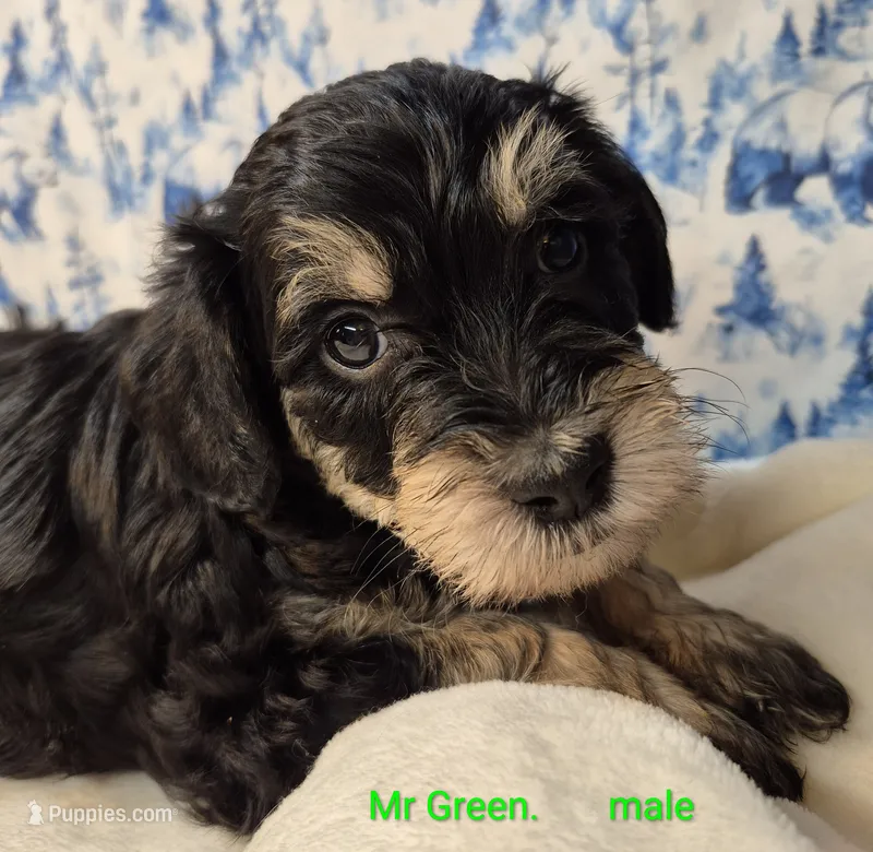 Mr Green