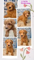 Pinky, a female Goldendoodle and Schnoodle for sale in Salem, NH – Photo 3 of 3