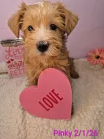 Pinky, a female Goldendoodle and Schnoodle for sale in Salem, NH – Photo 1 of 3