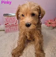 Pinky, a female Goldendoodle and Schnoodle for sale in Salem, NH – Photo 2 of 3