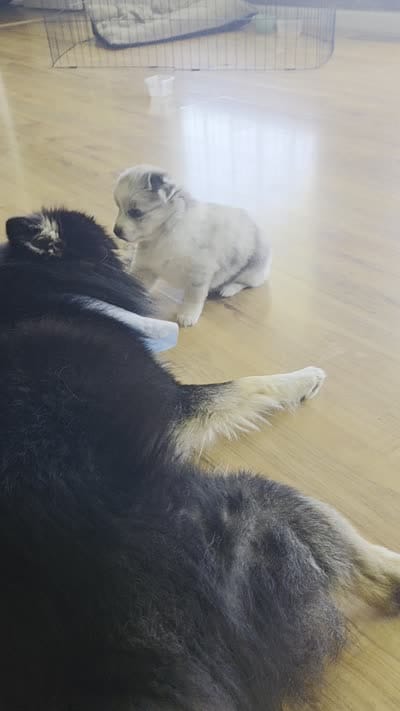 Dolly, a female Pomsky for sale in Grayson, KY – 4 of 5