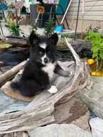 KANE, a male Pomsky for sale in Grayson, KY – 6 of 7