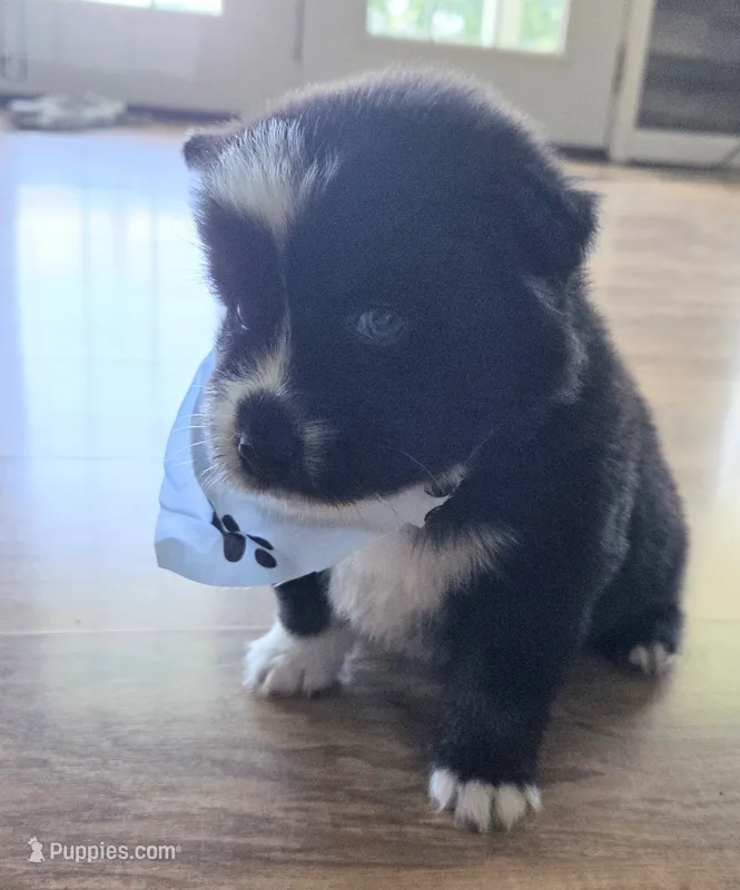 Waylon – Pomsky puppy for sale in Grayson, KY