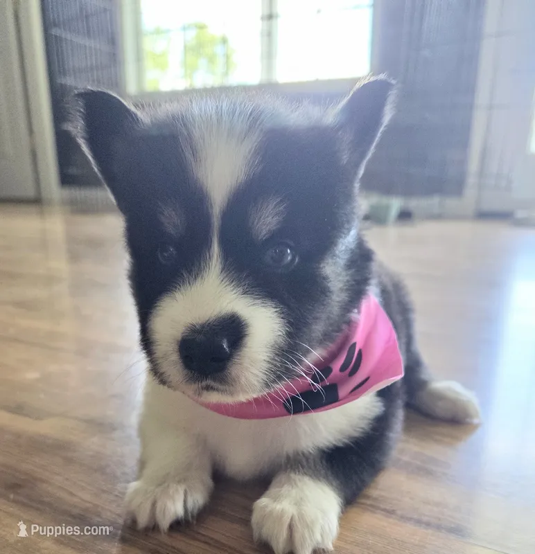 Tanya – Pomsky puppy for sale in Grayson, KY