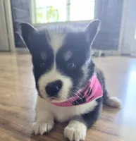 Tanya, a female Pomsky for sale in Grayson, KY – 1 of 3