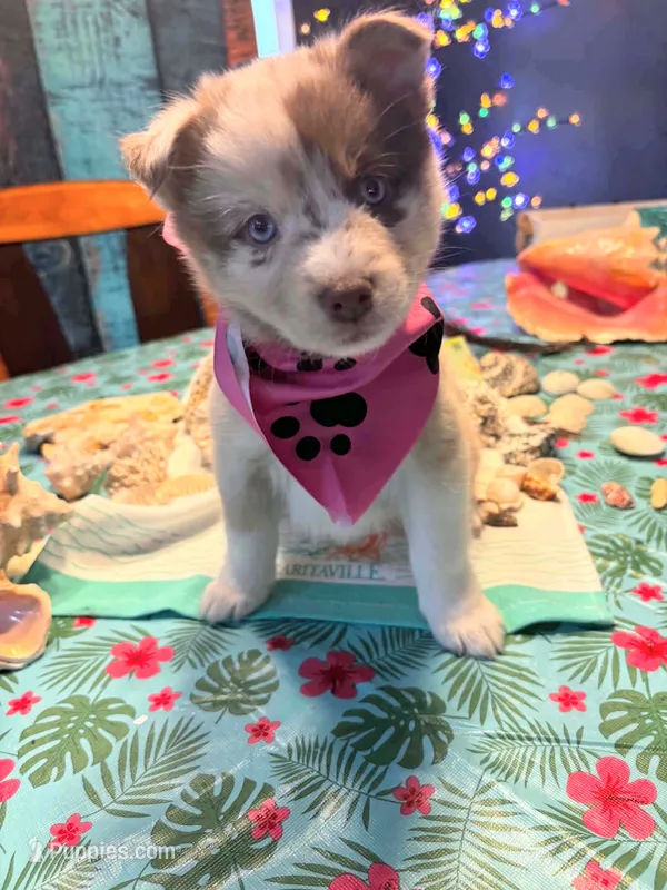 Patsy – Pomsky puppy for sale in Grayson, KY