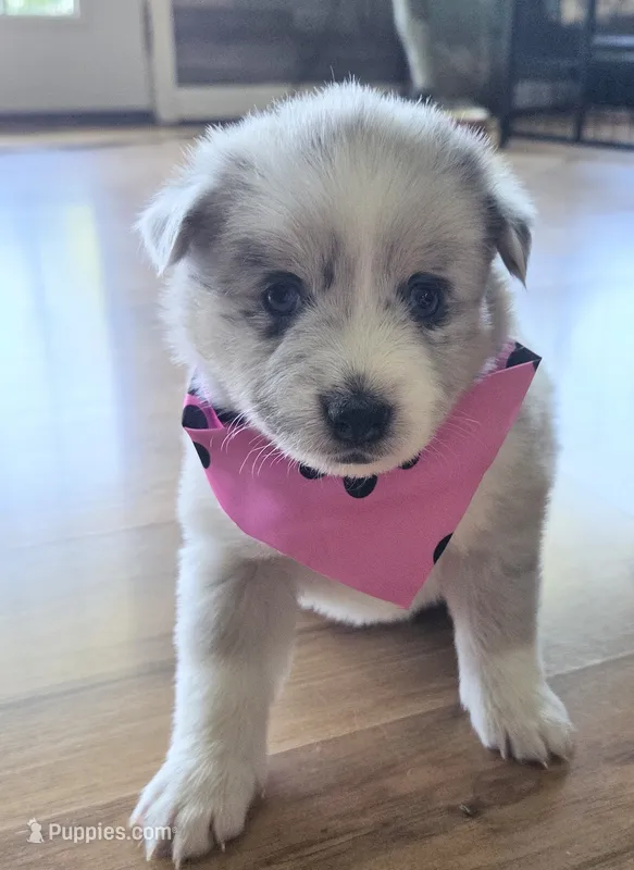 Dolly – Pomsky puppy for sale in Grayson, KY